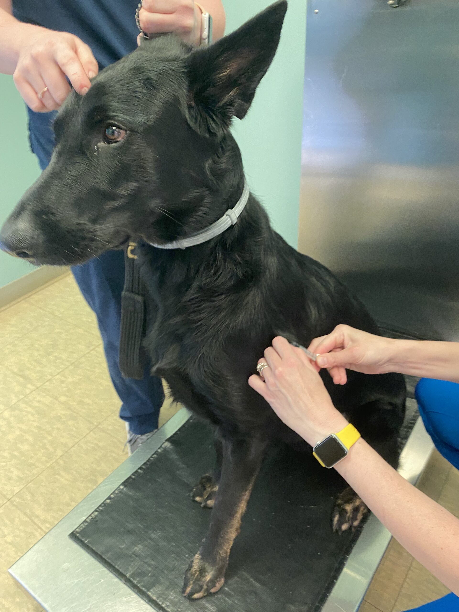 Home Page All American K9 Academy